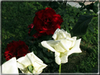 foto Rose